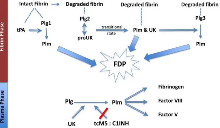 Fig 7. Fibrinolysis by the sequential modes of action of tPA and proUK or M5: tPA binds (dashed line) to intact fibrin adjacent to plasminogen(Plg1), forming a ternary complex and activation of Plg1 to plasmin (Plm)