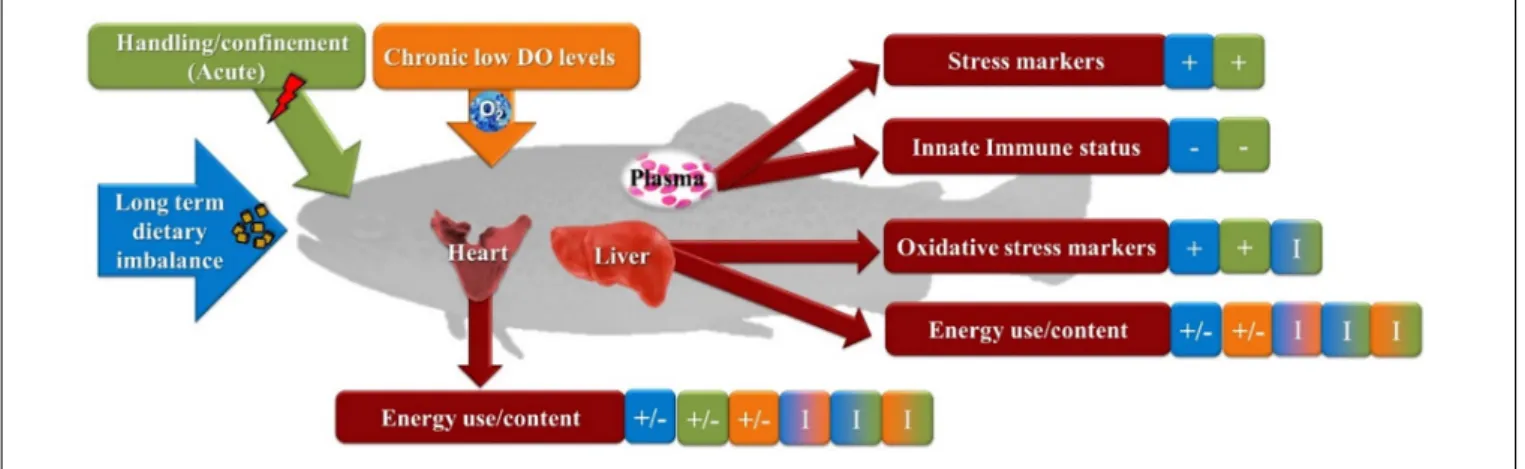 FIGURE 1 | Summarized output of biomarkers studied in rainbow trout exposed to a combination of chronic and acute conditions