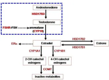 Figure 1. Nine genes that are involved in estrogen biosynthesis and metabolism. Abbreviations: COMT, catechol-O-methyl transferase;