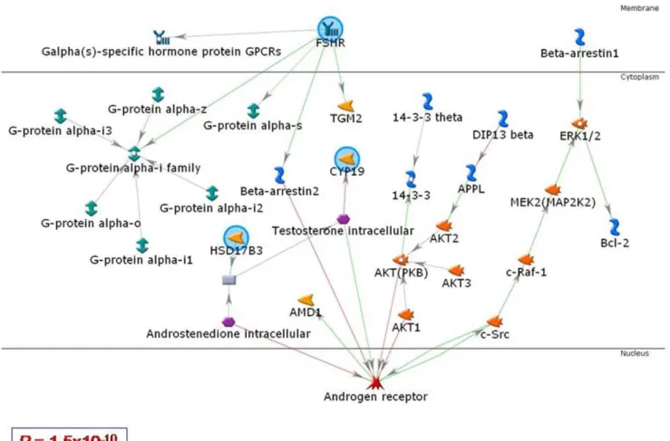 Figure 2. Network analysis for the functional interactions among FSHR, CYP19 and HSD17B3