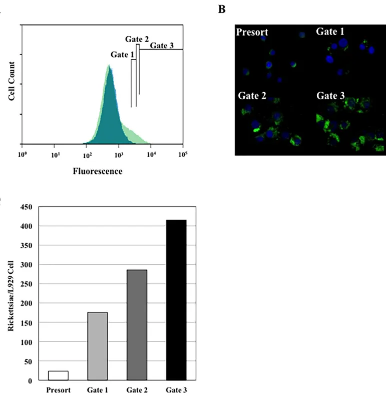 Fig 1. FACS analysis of L929 mouse fibroblasts infected with R. prowazekii expressing GFP UV 