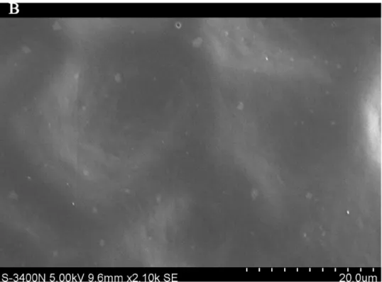 Fig 7. SEM photomicrographs of Q. variabilis without PM, the adaxial leave surface of Q