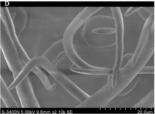 Fig 9. SEM photomicrographs of Q. variabilis without PM, the abaxial leaf surface of Q