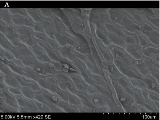 Fig 11. SEM photomicrographs of Q. variabilis absorbed PM, the adaxial leave surface of Q