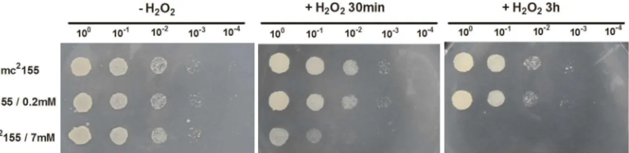 Fig 1. The effect of H 2 O 2 stress on the survival of M. smegmatis. The panel represents serial dilutions (1:10) of mc 2 155 cultures treated with 0.2 mM or 7 mM H 2 O 2 for either 30 min or 3 hour