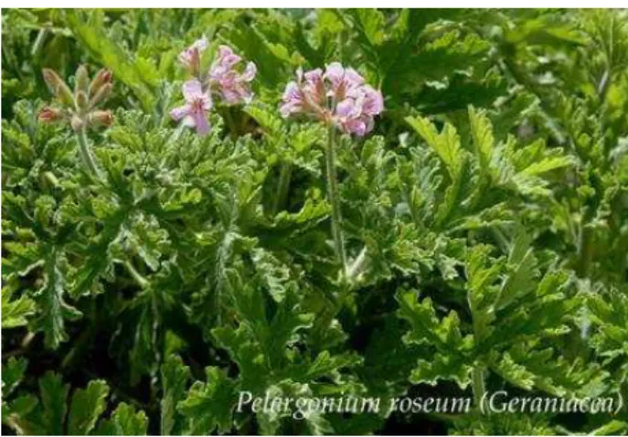 Figure 1. Pelargonium roseum 