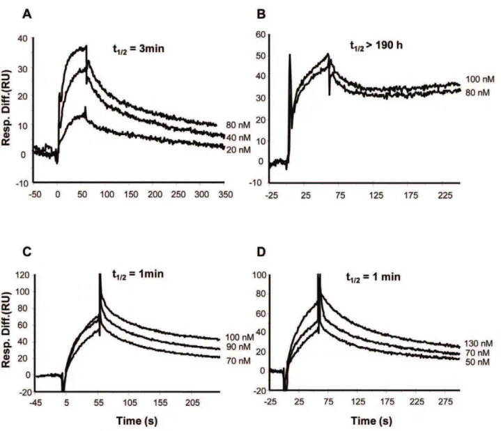 Figure 6. DC-SIGN increases binding affinity of gp140 to Mab b12, but not to Mab 447-52D