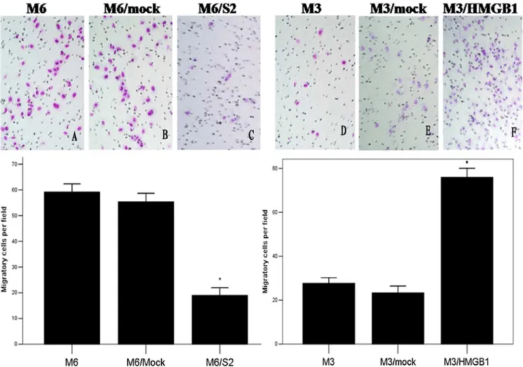 Figure 6. Cell migration assay. The number of cells that passed through cell chamber in HCCLM6/S2 group was less than in two other groups.