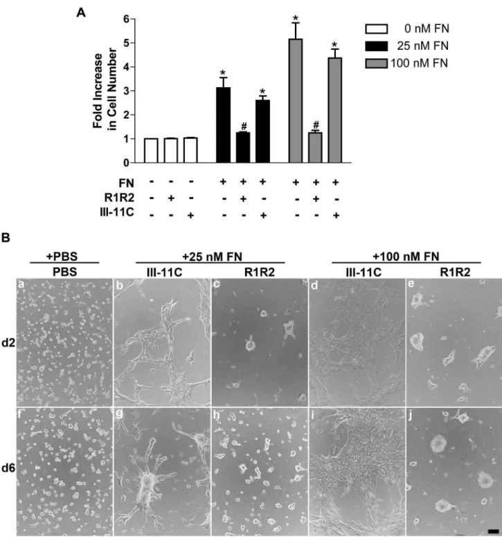 Figure 6.    Cell proliferation and microtissue morphology require fibronectin-collagen binding