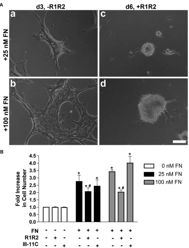 Figure  9.    Disrupting  collagen-fibronectin  binding  alters  microtissue  shape  and  reduces  cell  proliferation