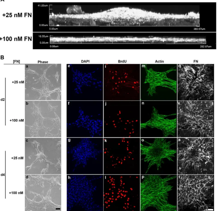 Figure  1.    Spatial  and  temporal  changes  in  cell  proliferation,  actin  organization,  and  fibronectin  matrix