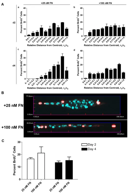 Figure  3.    Spatial  and  temporal  analysis  of  fibronectin-induced  cell  proliferation