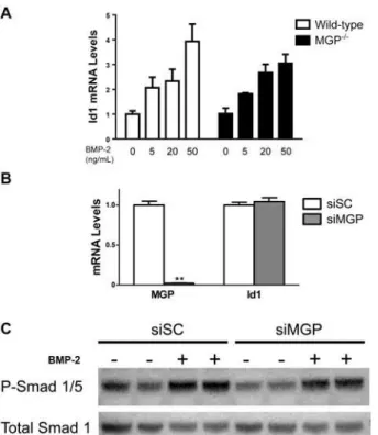 Figure 6. MGP deficiency does not alter basal BMP signaling or responsiveness to BMP-2 in VSMCs.