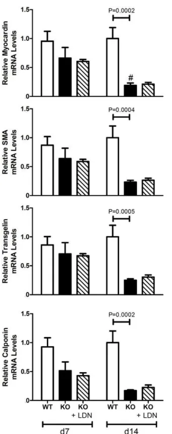 Figure 7. Aortic expression of VSMC markers in wild-type and MGP -/- mice. RNA was isolated from aortas of WT and MGP -/- mice and from LDN-193189-treated MGP -/- mice at 7 and 14 days of age (n = 4 – 8 in each group)