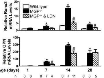 Figure 8. BMP signaling is required for the increased aortic expression of osteogenic markers associated with MGP deficiency