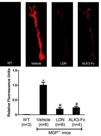 Figure 1. Pharmacologic inhibition of BMP signaling reduces osteogenic activity in the aortas of MGP-deficient mice