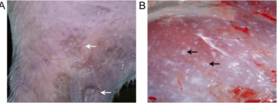 Figure 1. Gross skin and liver observations from infected buffaloes. Buffaloes were infected on the inner thigh with S