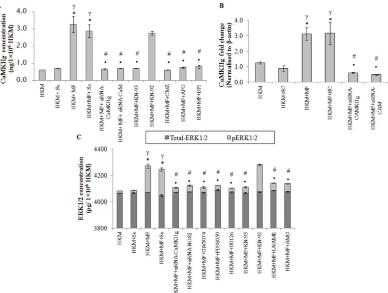 Fig 5. CaMKIIg induces activation of pro-apoptotic ERK1/2 in M. fortuitum pathogenesis