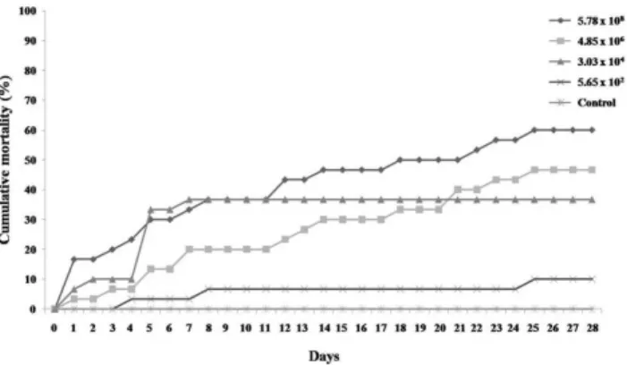 Figure 1. Mean  percent   cumulative   mortality   of   Nile   tilapia challenged with different concentrations of GBS- Ia.