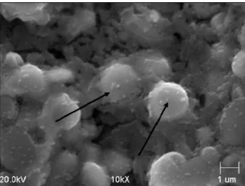 Fig. 10 . The spheroidal shape of titanium carbides revealed on  after deep etching with aqua regia 