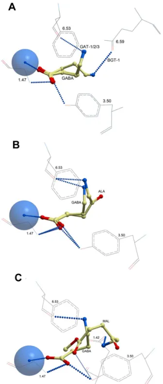 Figure 3. Orientations of GABA, ALA and MAL in the central substrate binding pocket. a) GABA in all four GAT models, b) GABA and ALA in GAT-2, and c) GABA and MAL in GAT-2