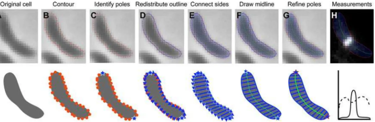 Figure 1. Schematic view of the implementation of PSICIC. (A) The original image, prior to analysis