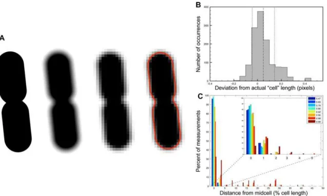 Figure 2. In silico tests of PSICIC precision. (A) Symmetrical cell shapes were generated (first cell from left), rotated to different angles (not shown), blurred to simulate the point-spread function of our microscope (second cell), pixilated at a spatial