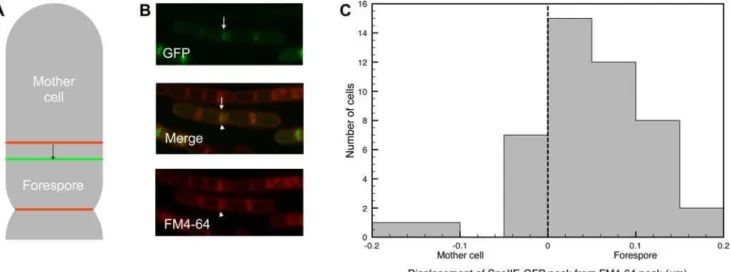 Figure 4. SpoIIE-GFP is preferentially localized to the forespore in B. subtilis . (A) Schematic showing the displacement of SpoIIE-GFP (green) from FM4-64 (red), and the displacement measured by PSICIC (arrow)