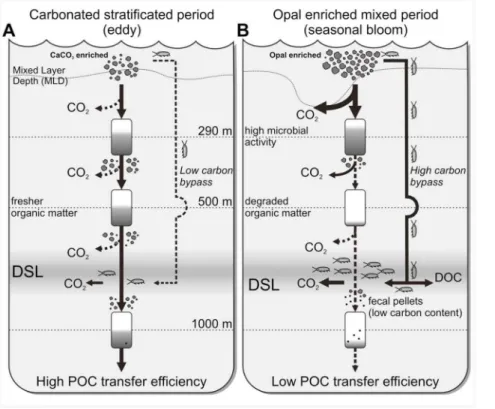 Figure 4. Conceptual model. Conceptual model of POC flow during (A) stratified/eddy conditions and (B) bloom period