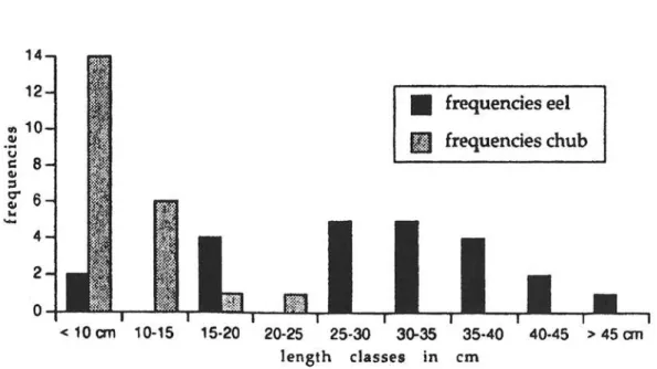 Figure 3: Length frequency distribution of 23 eel (Anguilla anguilla) and 22 chubs (Leuciscus sp.)  eaten by otters in south-west Turkey