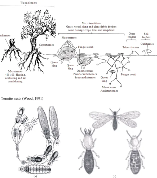 Fig. 6: Termite nests (Wood, 1991) 