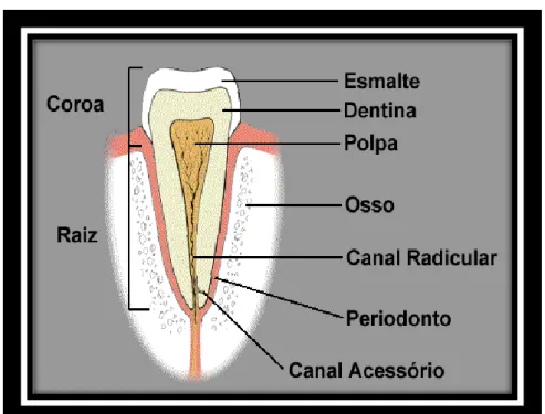 Figura nº 2 – Dente saudável- constituintes do dente   (retirado da internet, ADA, dia 26/03/2012, pelas 16:27h) 