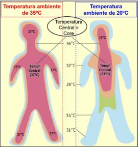 Figura 5: Temperaturas central periféricas, respetivamente a 37,0ºC e a 20,0ºC de temperaturas ambientes   (Figura adaptada de: Wheeler D