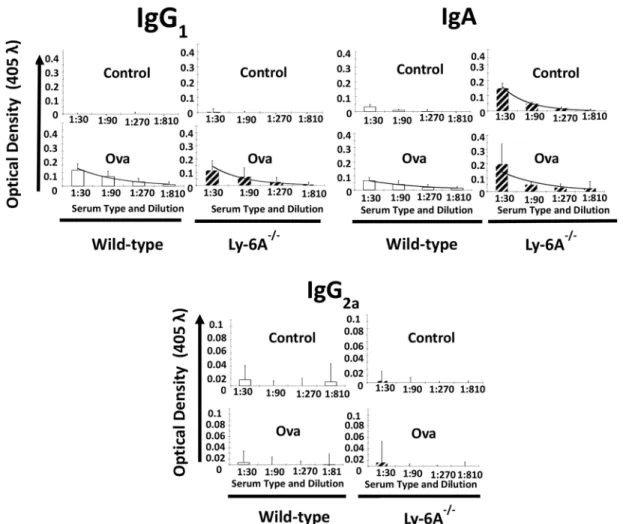Fig 3. Anti-cOVA IgG1, IgA and IgG2a antibody response generated in Ly-6A/Sca-1 -/- and wild- type female mice.