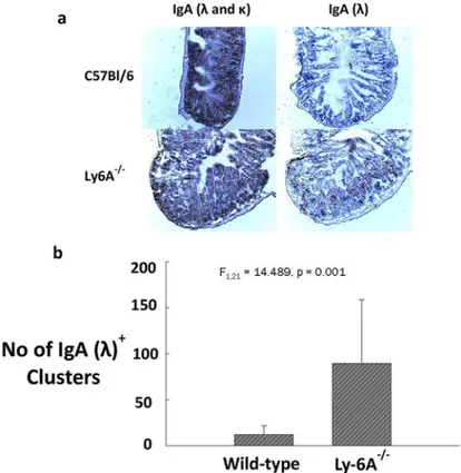 Fig 6. Detection of IgA ( λ &amp; κ ) and λ light chain lamina propria of Ly-6A/Sca-1 -/- and wild-type C57bl/6 mice