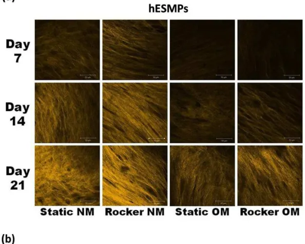 Fig. 6. Second harmonic generation (SHG) images of deposited collagen produced by hES-MPs (a)  and HDFs  (b)  at days 7, 14 and 21