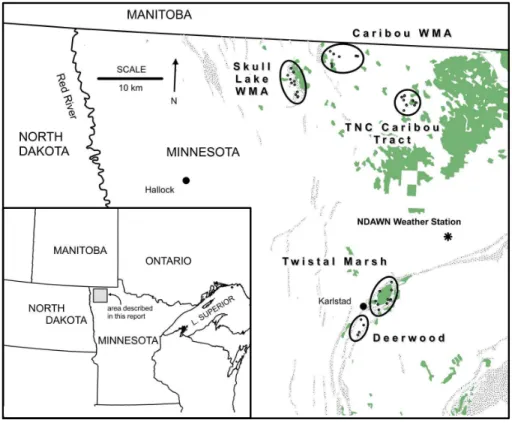 Fig. 1. Map showing northwest Minnesota, US (insert) and the location of wetland sampling sites (ovals and small circles)