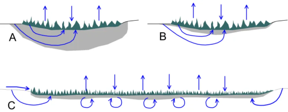 Fig. 6. Sketch showing the general groundwater flow pattern (arrows) in the beach-ridge (A – organic substrate and B – mineral substrate) and lake-plain (C) wetlands
