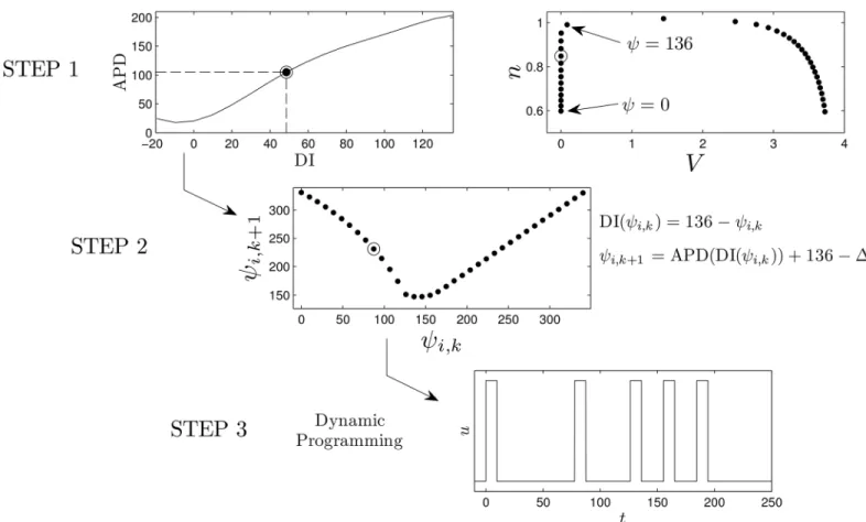 Fig 3. Calculation of optimal pulsing patterns can be obtained in three steps. First, the transient attractor is discretized into points that are equally spaced in time