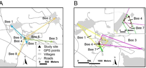 Figure 3. Flight distances and home ranges of bumblebees. (a) Maximum flight distances (bees 1–8) recorded from radio-tracking