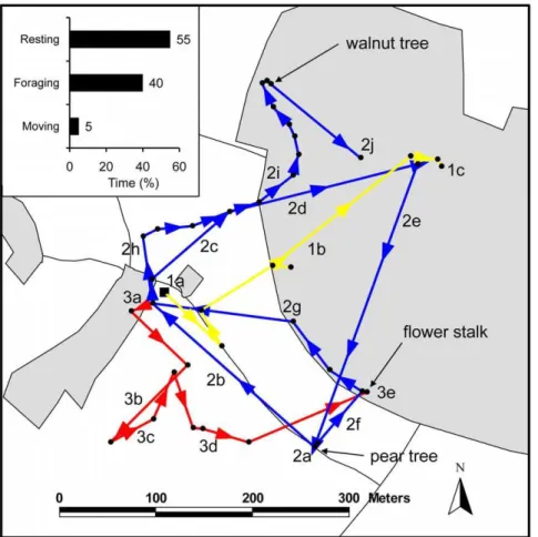 Figure 5. Detailed movement trajectories of one Bombus hortorum individual (bee 1, see Table 1) followed over a time period of 