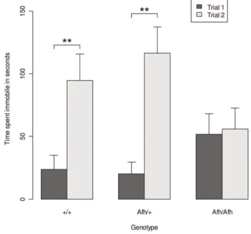 Figure 3. Immobility in the forced swim test is attenuated in after hours mice. Results from the forced swim test indicate no significant difference in immobility in trial 1 but the increase in immobility observed in trial 2 was not seen in Afh/Afh mice