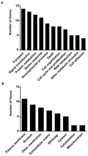 Figure 2. General characterisation of restraint stress affected transcripts. Stress affected transcripts divided according to their protein product function (A) and localisation (B).