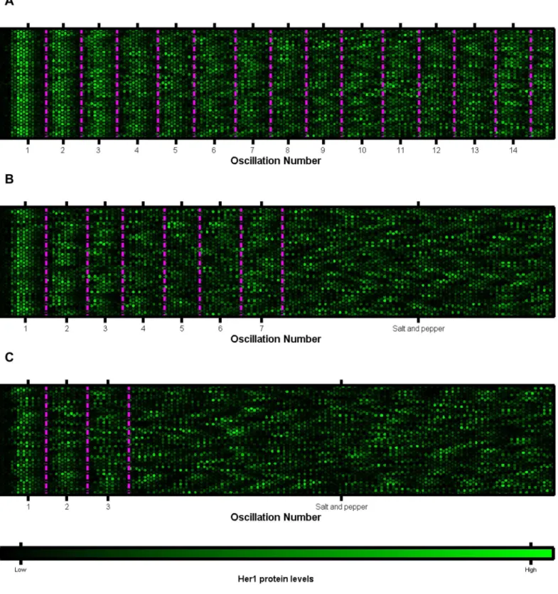 Fig 3. Plots of multiple cells oscillatory clocks versus time. Each lattice is a single cell