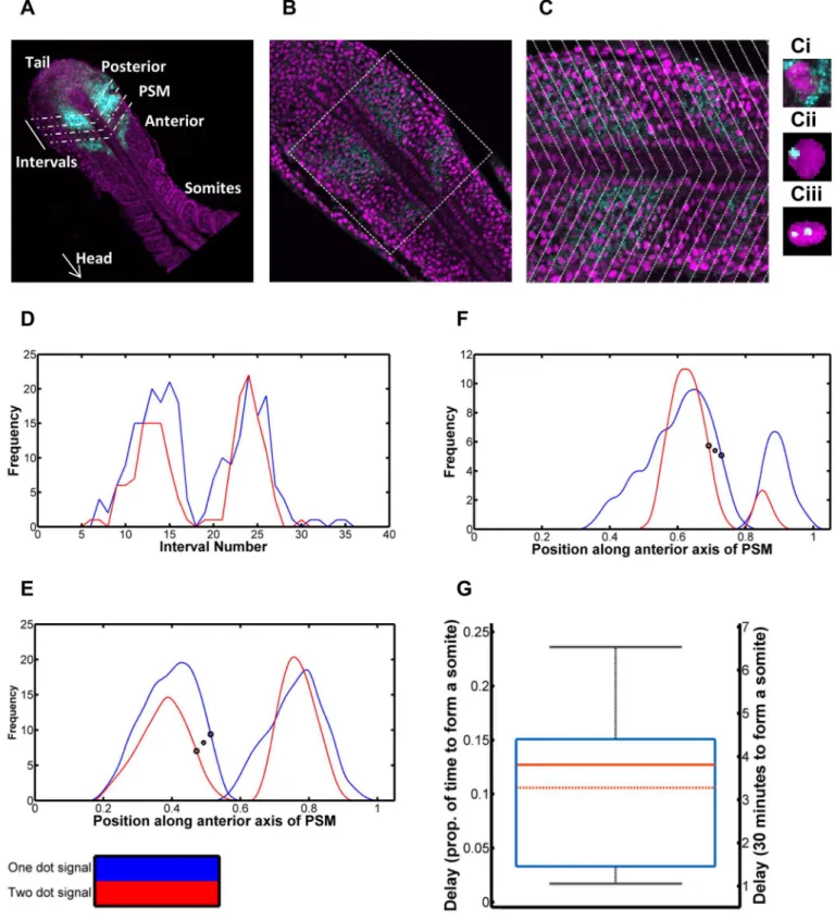 Fig 4. Quantification of delay in expression between her1 gene copies in a PSM cell. 4A: Schematic of quantification