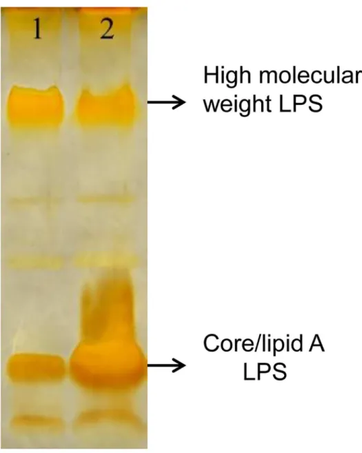 Fig 7. A gacA mutation elevated LPS production. Lipopolysaccharides from the wild type G5 and the gacA mutant G5-6 were extracted using the LPS Extraction Kit (iNtRON Biotechnol