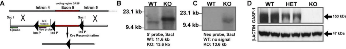 Figure 1. Generation of GASP-1 knockout mice. A. Targeting vector design for generating GASP-1 KO mice