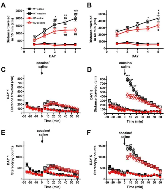 Figure 2. GASP-1 knockout mice exhibit reduced cocaine sensitization. A-D. Cocaine sensitization in WT and GASP-1 KO mice