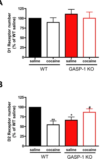 Table 1. Bmax values and D2R:D1R ratios of WT and KO mice saline or cocaine treated.