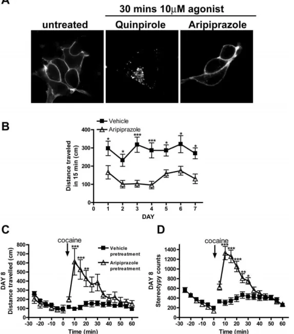 Figure 5. Repeated aripiprazole treatment augmented cocaine-induced behavioral responding